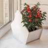 Price: €1.85 - Sementes de Peloteira, Cereja-de-natal, Cereja-de-jerusalém - 