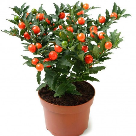 Price: €1.85 - Korallbär Frön (Solanum pseudocapsicum) -