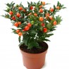 Price: €1.85 - Sementes de Peloteira, Cereja-de-natal, Cereja-de-jerusalém - 