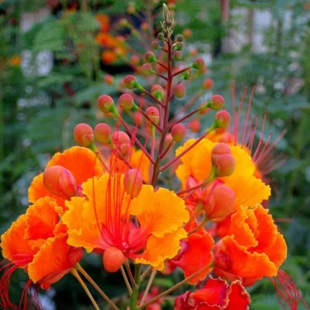 Semi di Poinciana (Caesalpinia pulcherrima)