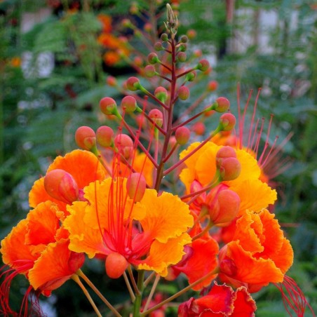 Price: €1.85 - Semillas de Clavellina (Caesalpinia pulcherrima) -