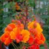 Semi di Poinciana (Caesalpinia pulcherrima)