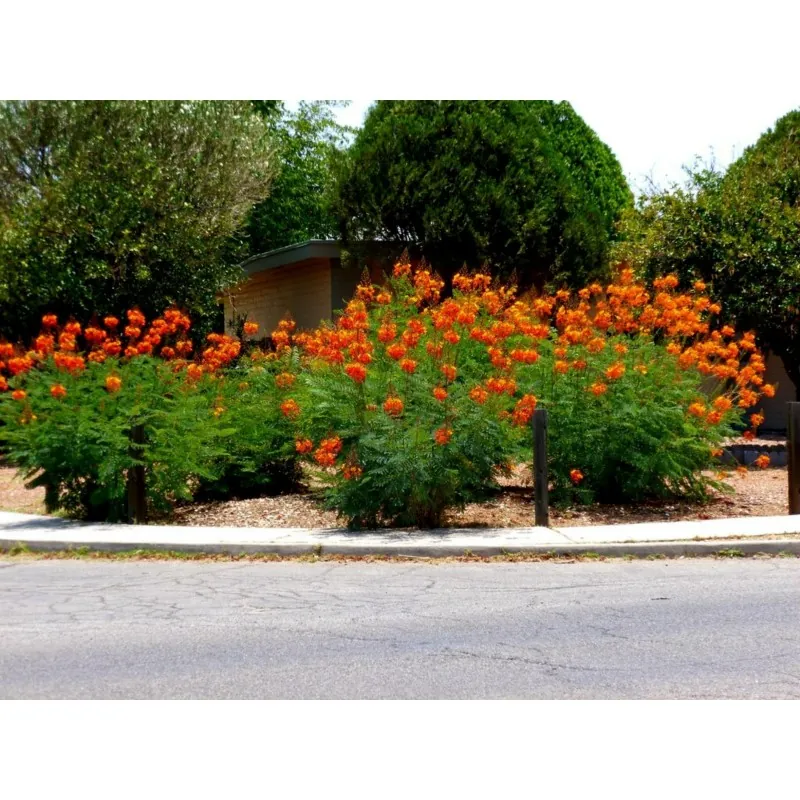 Semi di Poinciana (Caesalpinia pulcherrima)