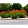 Semi di Poinciana (Caesalpinia pulcherrima)