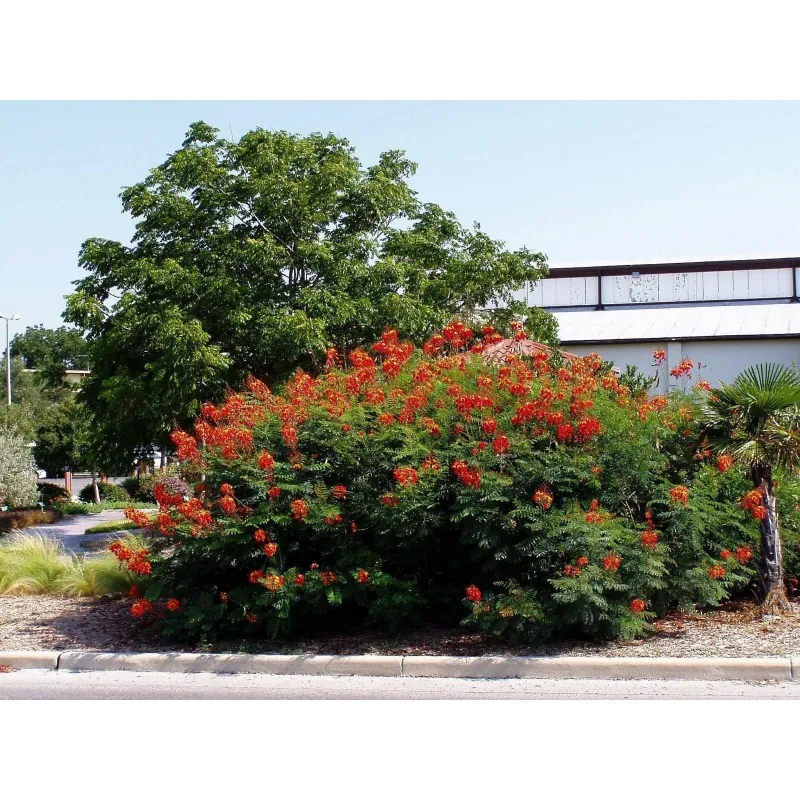 Semi di Poinciana (Caesalpinia pulcherrima)
