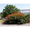 Price: €1.85 - Semillas de Clavellina (Caesalpinia pulcherrima) - 