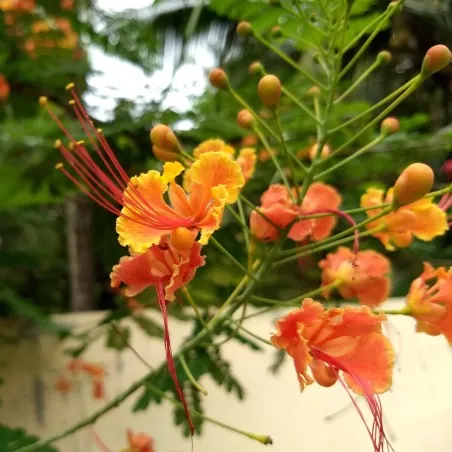 Semi di Poinciana (Caesalpinia pulcherrima)