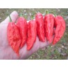 Price: €2.5 - Bhut Jolokia seme najljuca paprika na svetu - Seeds Gallery