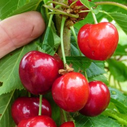 Sweet Cherry Seeds (Prunus avium) 1.45 - 4