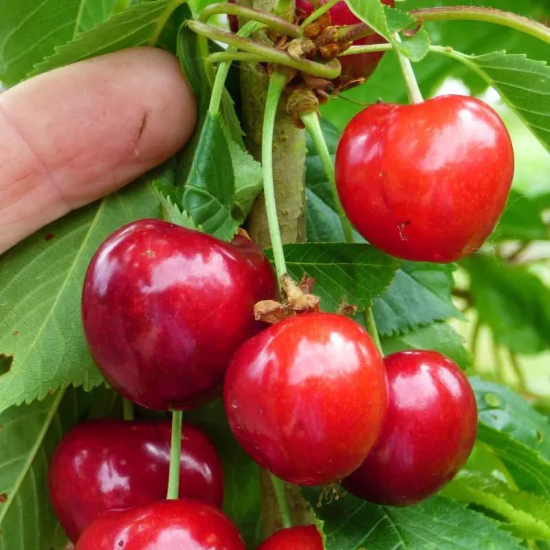 Sweet Cherry Seeds (Prunus avium)
