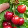 Sweet Cherry Seeds (Prunus avium)