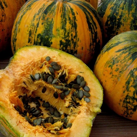 Price: €1.55 - Steirischer Ölkürbis Samen - Seeds Gallery