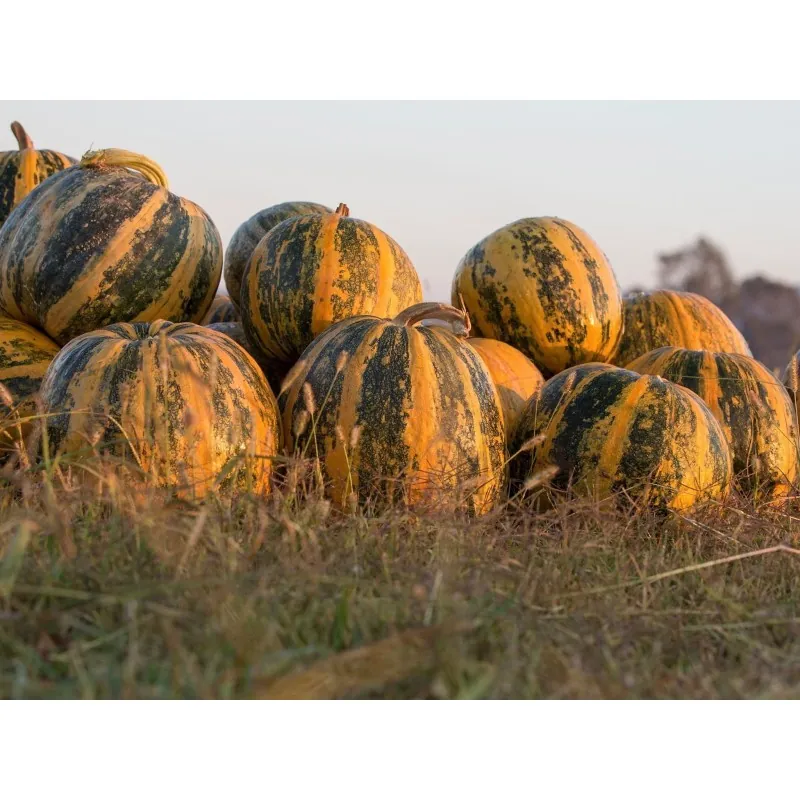Graines de Huile de pépins de courge