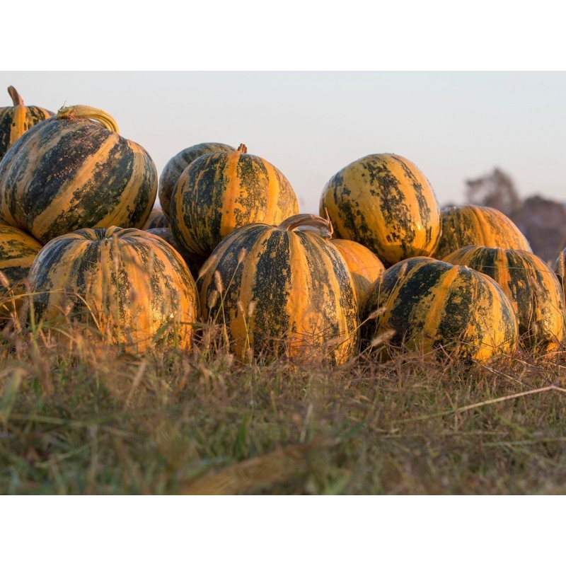Price: €1.55 - Steirischer Ölkürbis Samen - Seeds Gallery