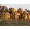Graines de Huile de pépins de courge