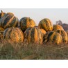 Price: €1.55 - Steirischer Ölkürbis Samen - Seeds Gallery