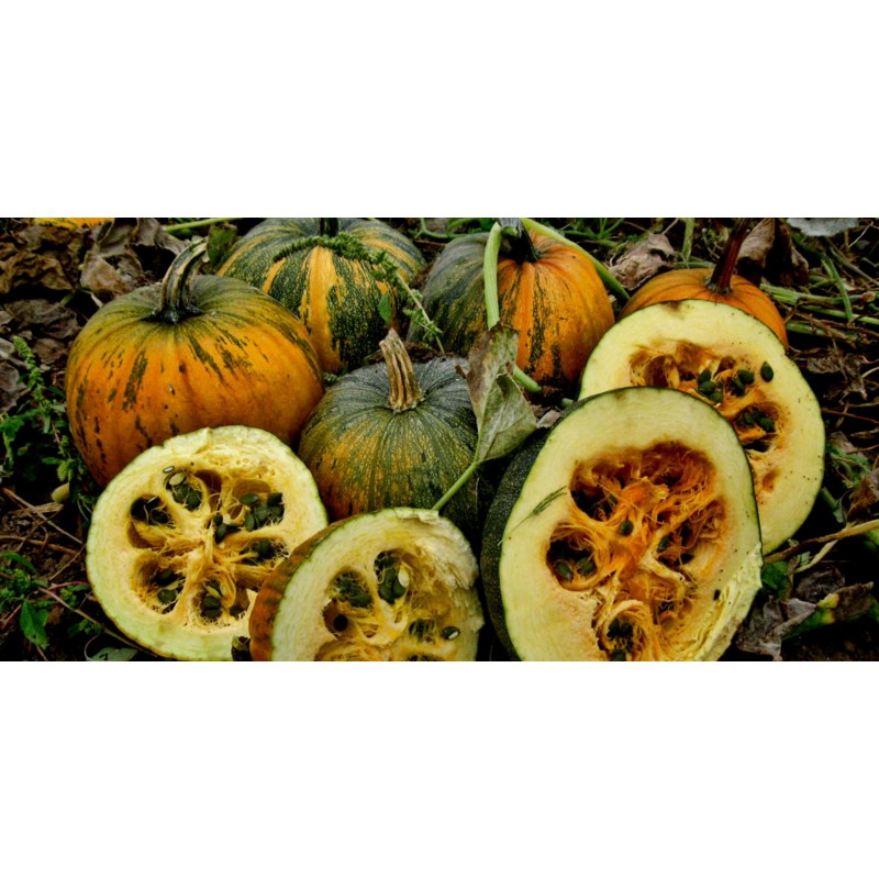 Price: €1.55 - Steirischer Ölkürbis Samen - Seeds Gallery