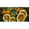 Graines de Huile de pépins de courge