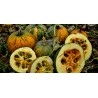 Price: €1.55 - Steirischer Ölkürbis Samen - Seeds Gallery