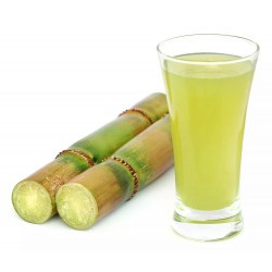 Price: €3.5 - Semillas de Caña de azúcar (Saccharum officinarum) - 