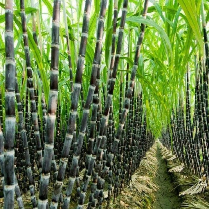 Sugarcane or Sugar Cane Seeds (Saccharum officinarum) - 3.15