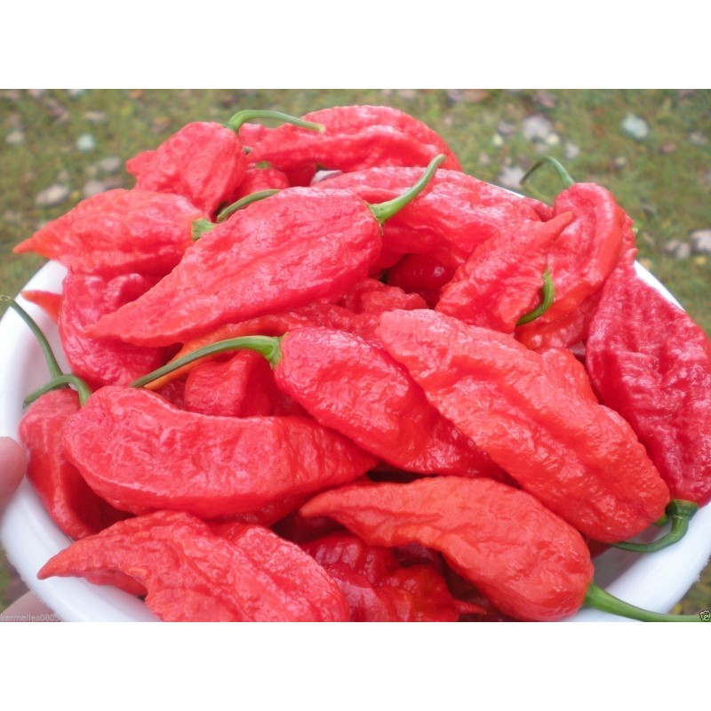 Price: €2.5 - Bhut Jolokia Samen Schärfste Chili der Welt - Seeds Gallery