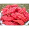Graines de piment Bhut Jolokia