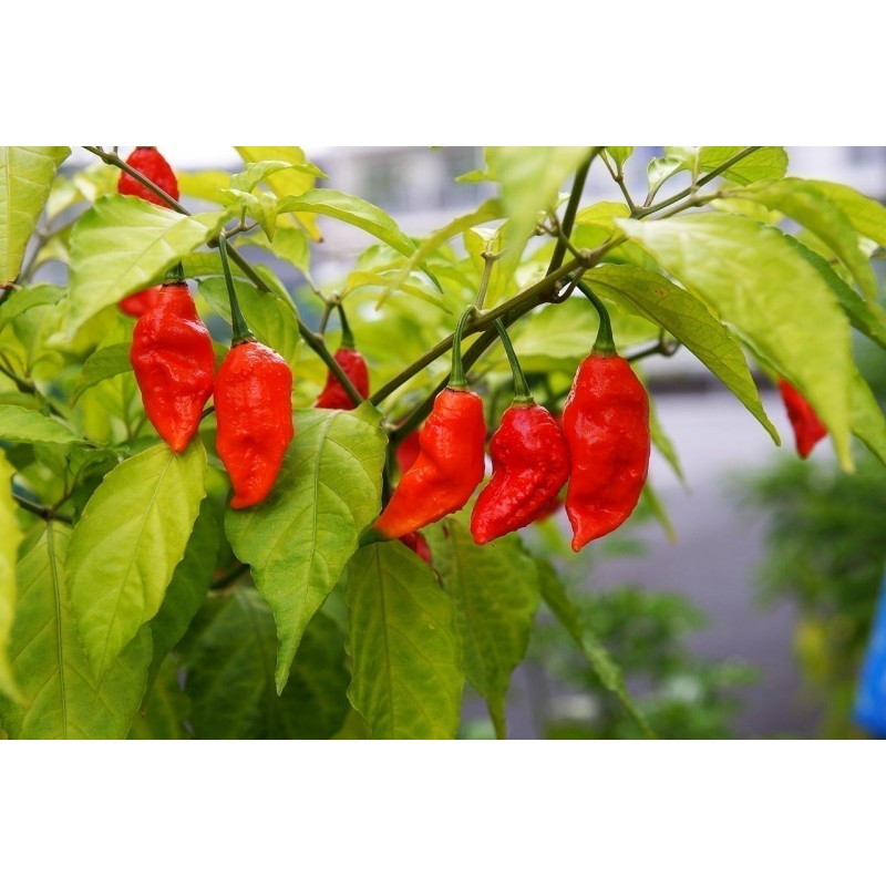 Price: €2.5 - Bhut Jolokia Samen Schärfste Chili der Welt - Seeds Gallery