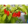 Graines de piment Bhut Jolokia