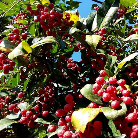 Price: €2.75 - Nepal Pepper, Winged Prickly Ash, Seeds (Zanthoxylum armatum) - 