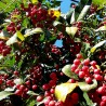 Price: €2.75 - Σπόροι Νεπάλ πιπέρι, Winged Prickly Ash (Zanthoxylum armatum) - 