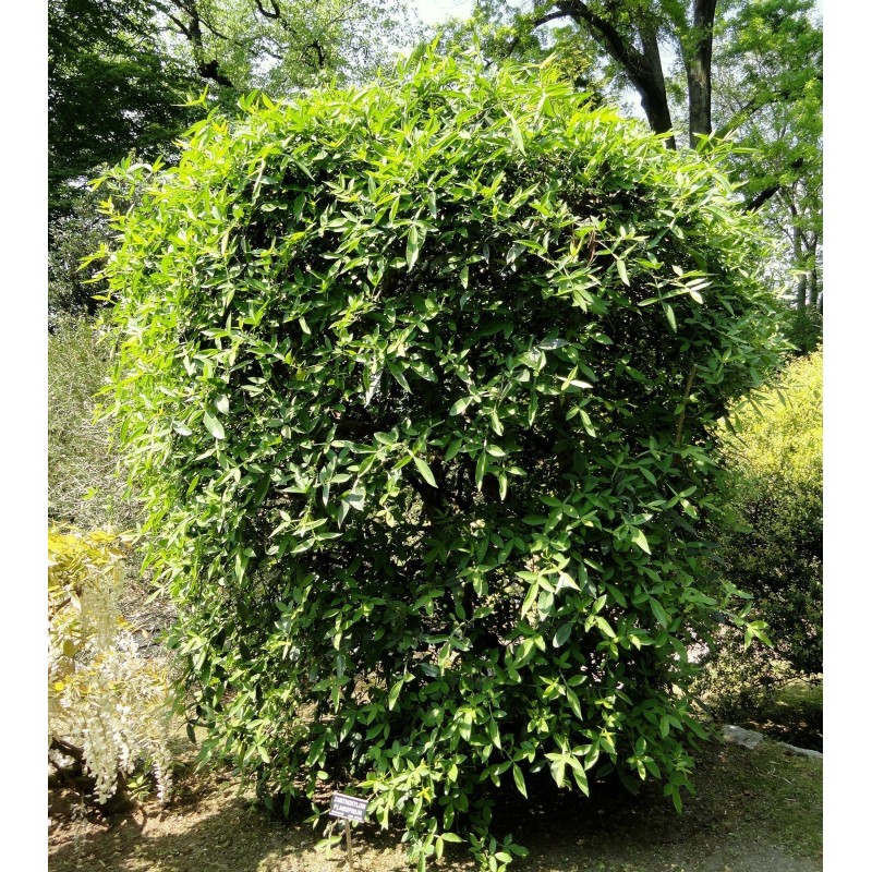Price: €2.75 - Nepal Pepper, Winged Prickly Ash Fröer (Zanthoxylum Armatum) - 
