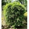 Price: €2.75 - Σπόροι Νεπάλ πιπέρι, Winged Prickly Ash (Zanthoxylum armatum) - 