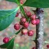 Semi di Pepe di Nepal, Winged Prickly Ash (Zanthoxylum armatum)
