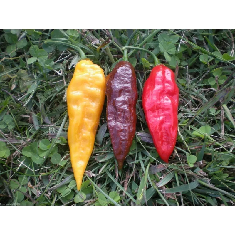 Graines de piment Bhut Jolokia