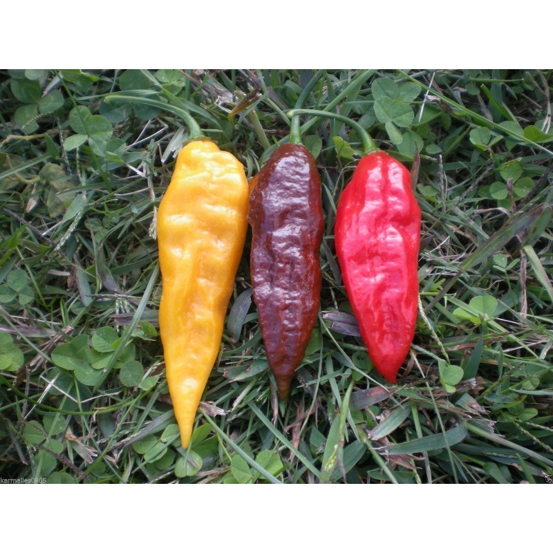 Price: €2.5 - Semillas de chile Bhut Jolokia - Naga Jolokia - Seeds Gallery