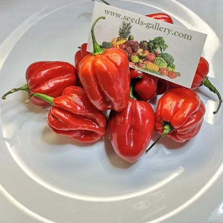 100 Semena Habanero Red