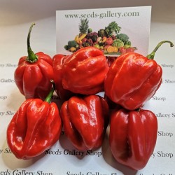 Price: €5.45 - 100 Σπόροι Τσίλι - πιπέρι Habanero Κόκκινο - Seeds Gallery