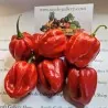 100 Semillas de Chile Habanero Rojo