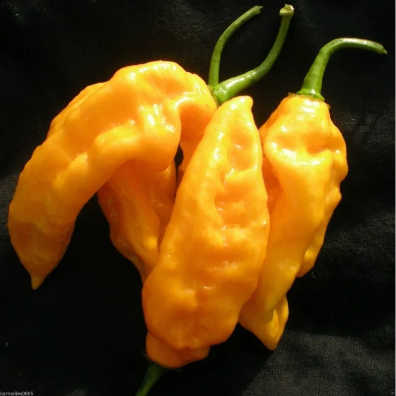 Graines de piment Bhut Jolokia