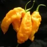 Graines de piment Bhut Jolokia