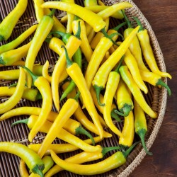 Price: €2.85 - Serbische scharfe Chili 150+ Samen "Gelbe Feferona" - Seeds Gallery