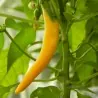 Serbian hot chilli 150+ Seeds "Yellow Feferona"