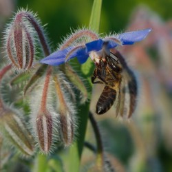 Price: €2.25 - Borač Seme (Borago officinalis) - Seeds Gallery