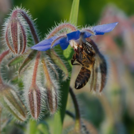 Price: €2.25 - Borač Seme (Borago officinalis) - Seeds Gallery