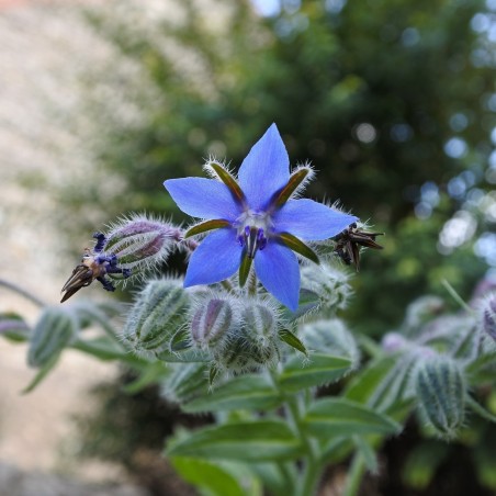 Price: €2.25 - Borač Seme (Borago officinalis) - Seeds Gallery