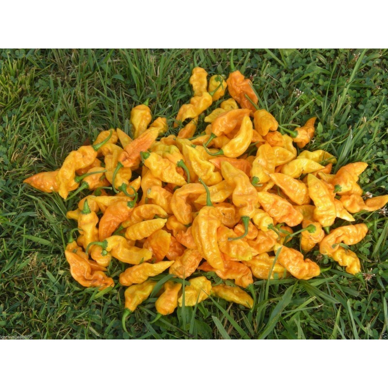 Price: €2.5 - Bhut Jolokia seme najljuca paprika na svetu - Seeds Gallery