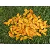 Graines de piment Bhut Jolokia
