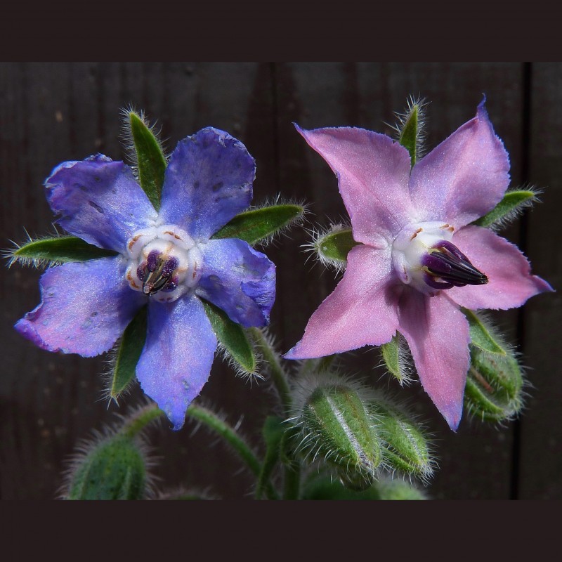 Price: €2.25 - Borač Seme (Borago officinalis) - Seeds Gallery