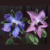 Sementes de Borragem, Planta medicinal (Borago officinalis)